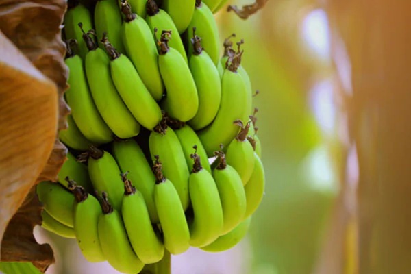 Raw Banana Manufacturers in Jammu 